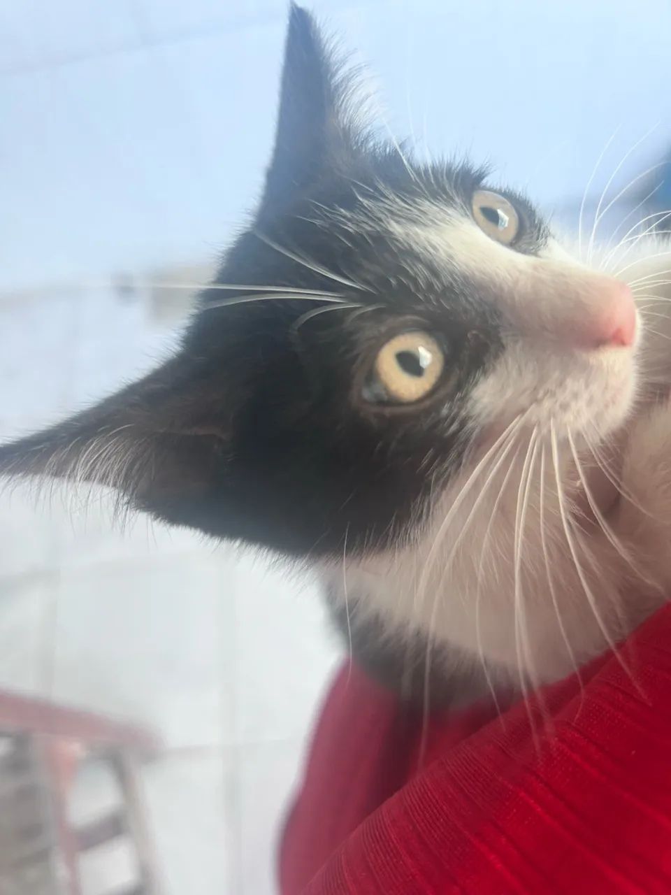 Doa-se Gatos - Foto 4