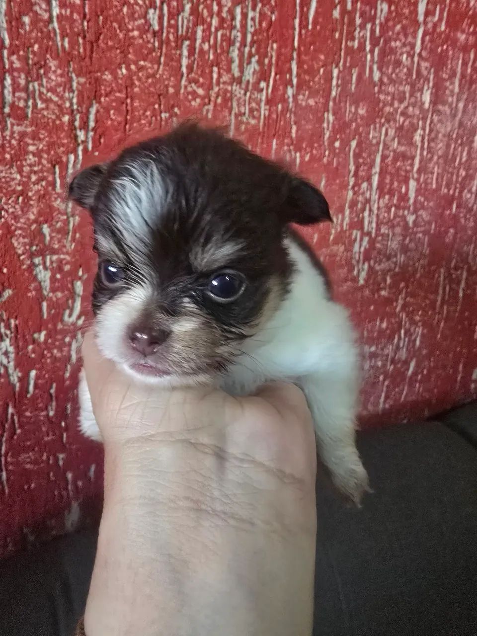 Vendo filhotes de chihuahua  - Foto 3
