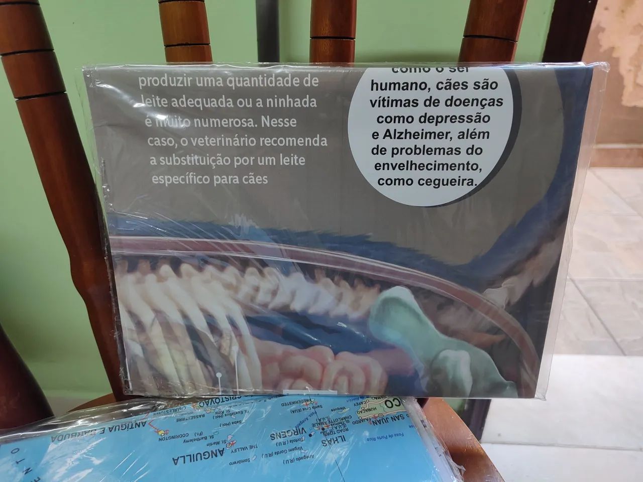 Mapa de Anatomia do Cão - Material Didático - Foto 3