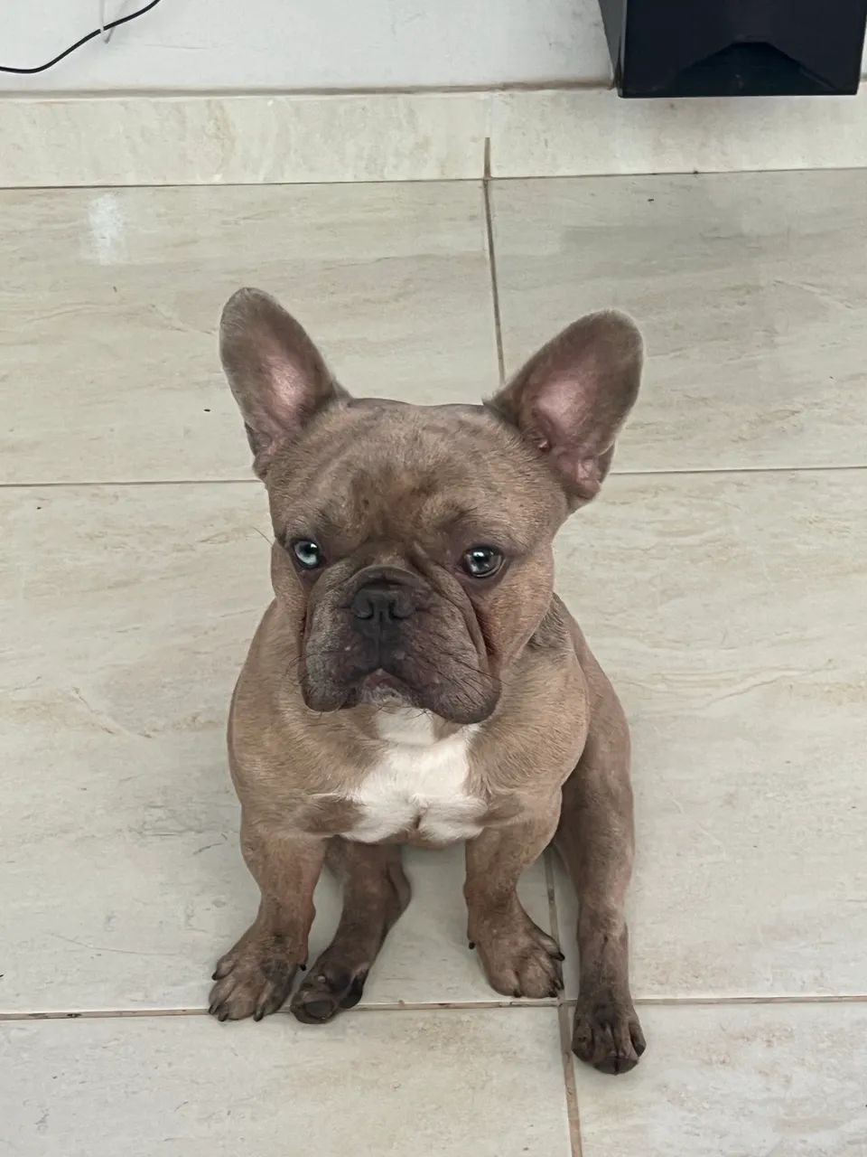 Buldogue para cruzar  - Foto 3