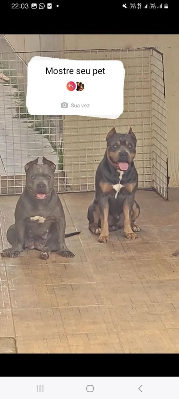 American bully  - Foto 4