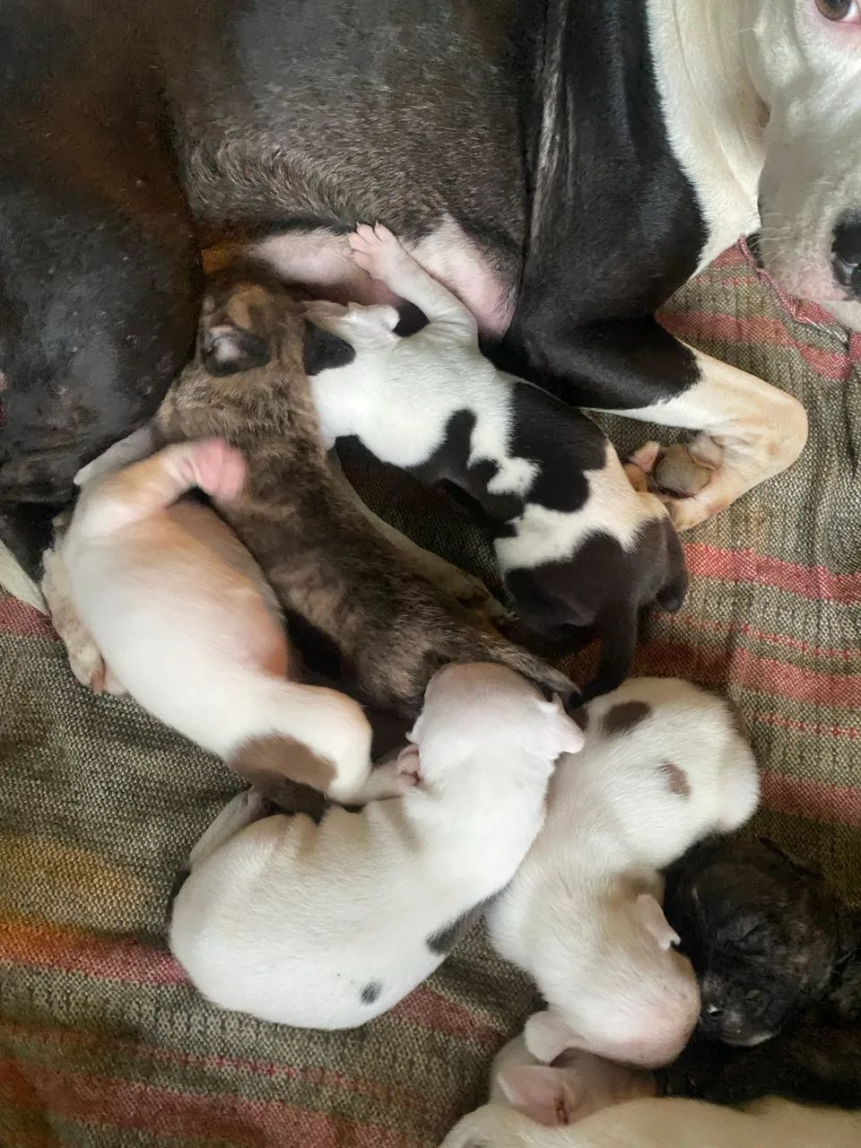 Vende-se pitbull puro 