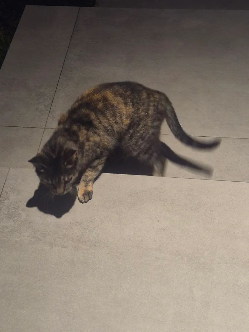 Gata para adoção  - Foto 2