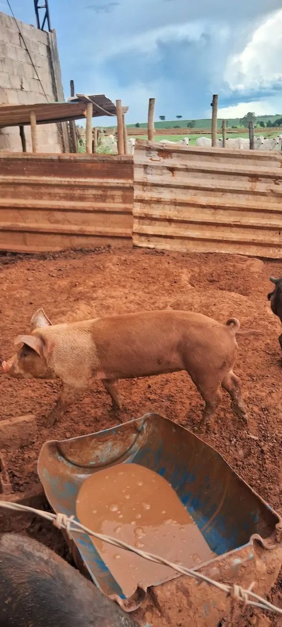 3 marroa e um cachaço  - Foto 5