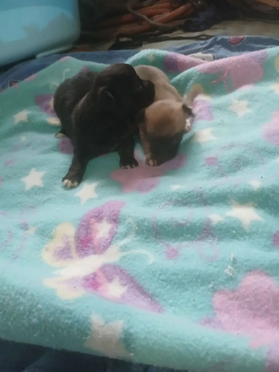 Machos chihuahua.  - Foto 4
