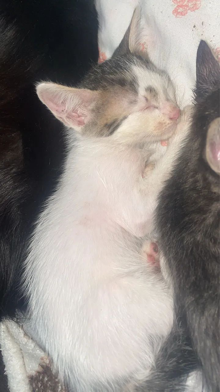 Gato para doação  - Foto 2