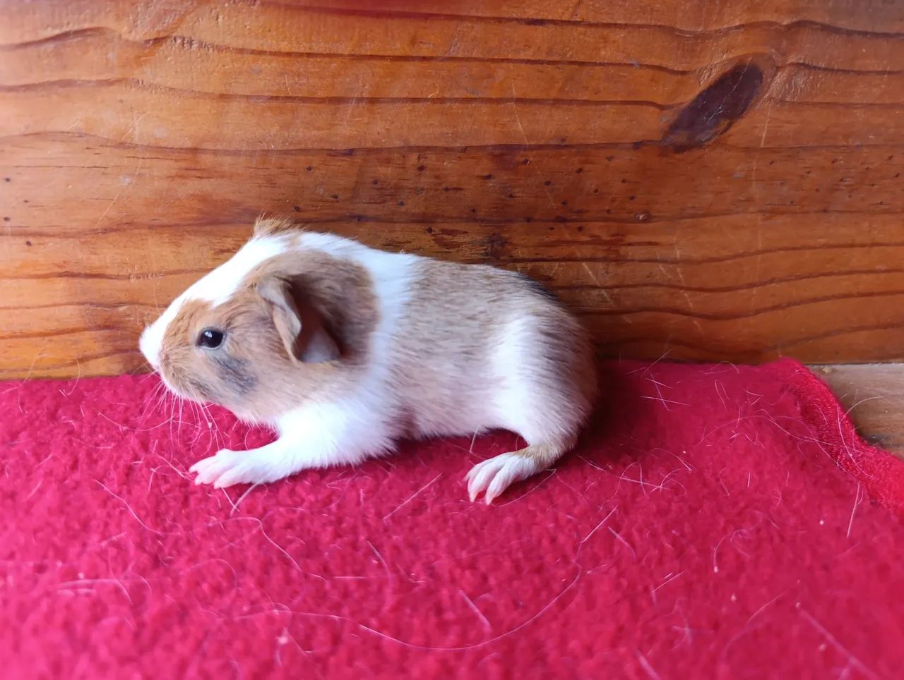 Porquinhos da Índia! - Foto 5