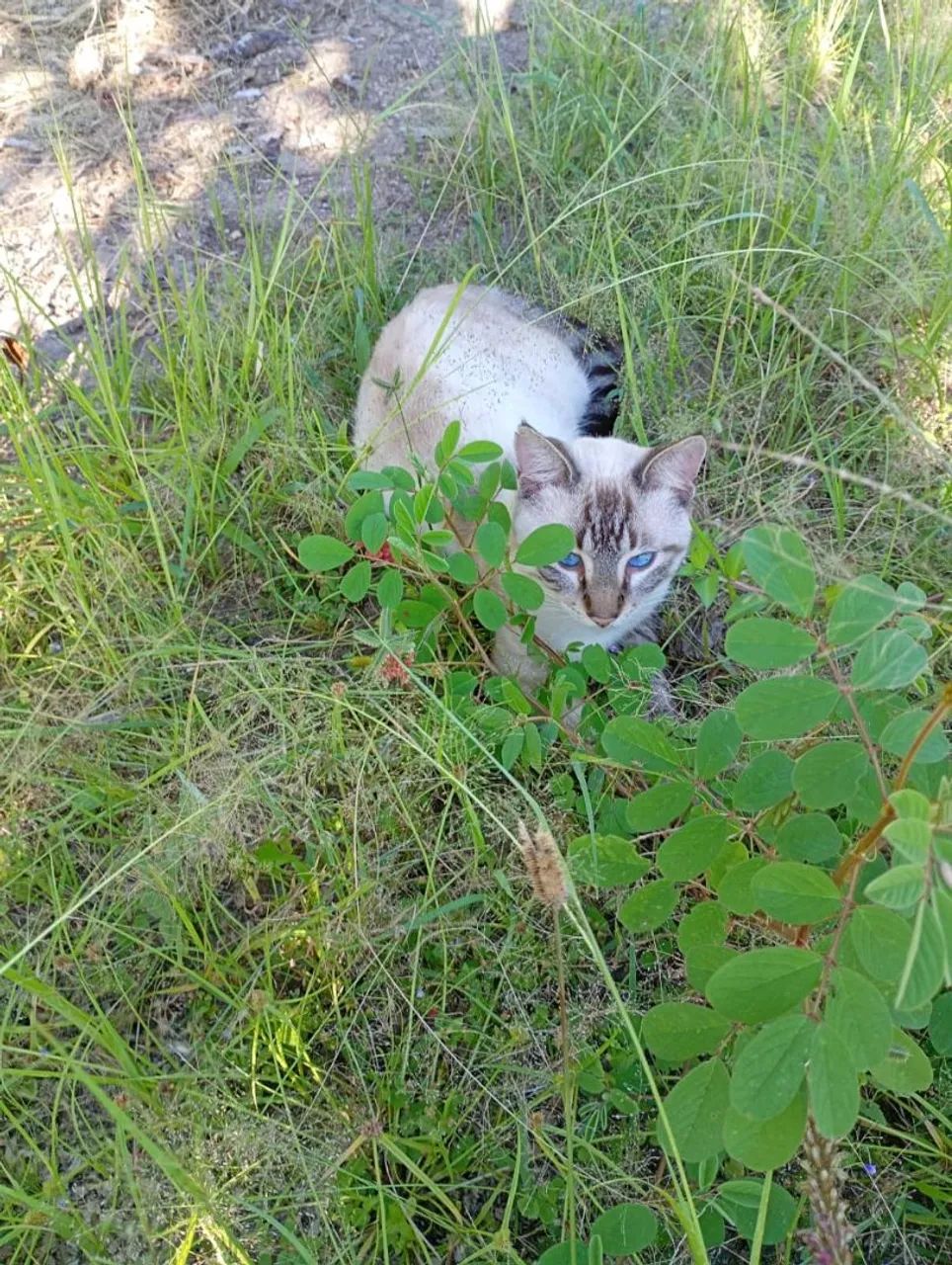 Estou doando esse lindo gatinho  - Foto 3