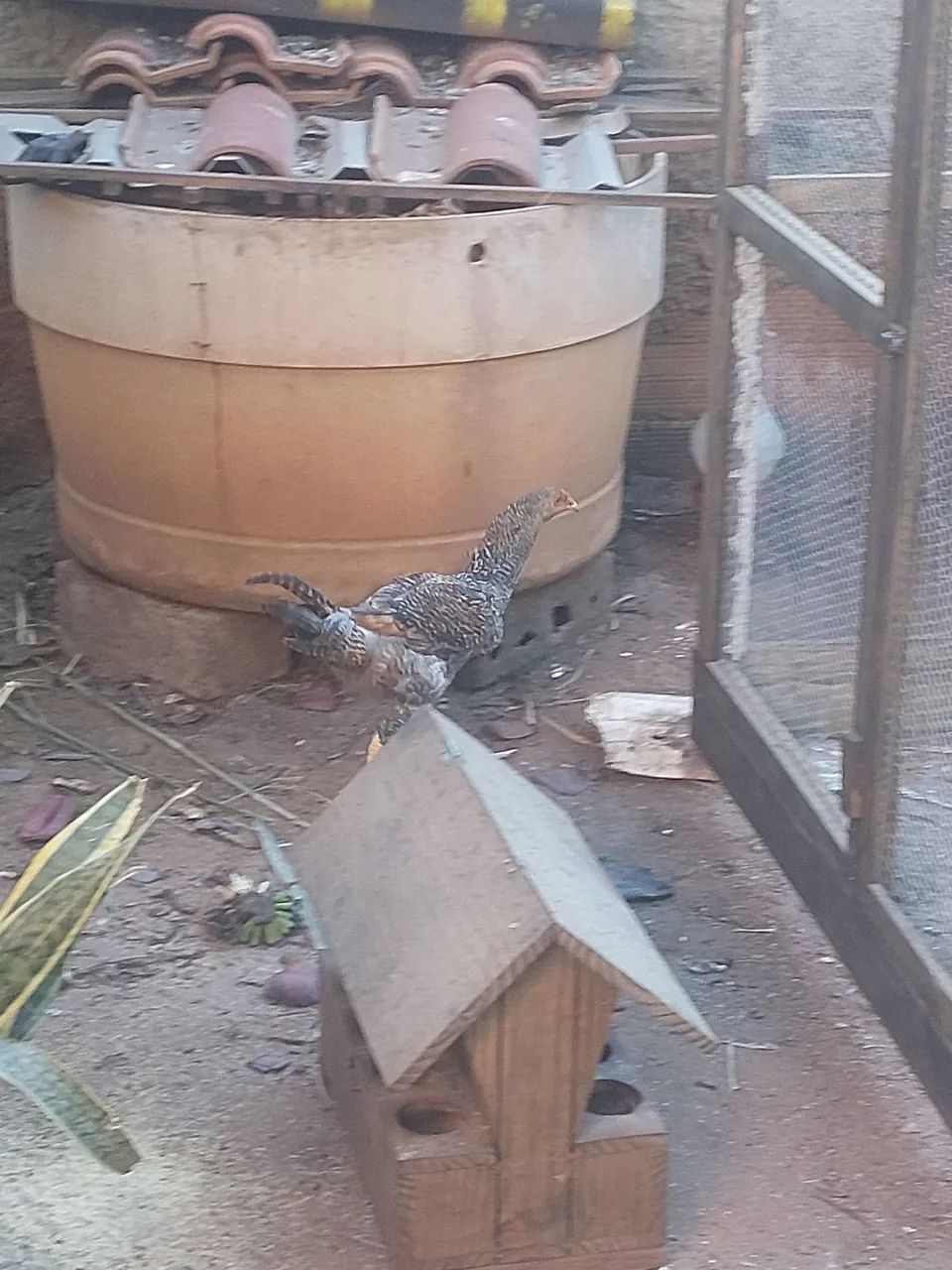 Galos caipiras vivos - Foto 2