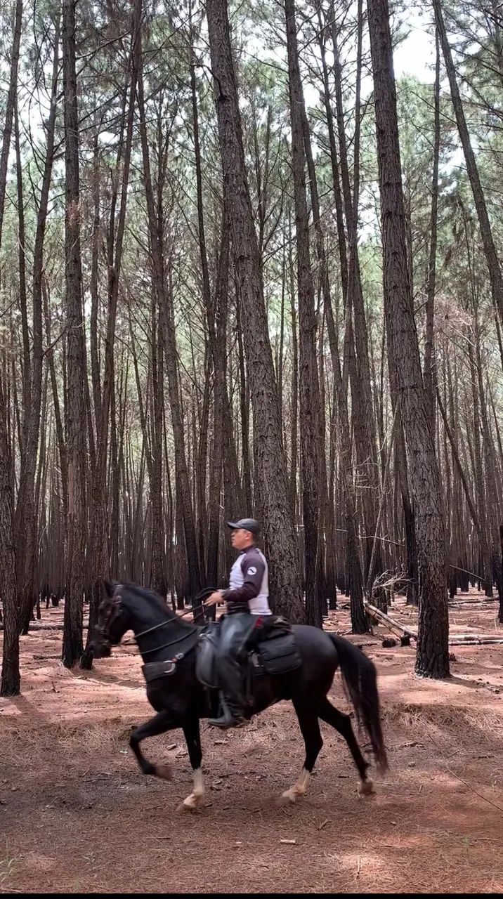 Cavalo Mangalarga Marchador Preto Registrado - Fator do Kelner - Foto 6
