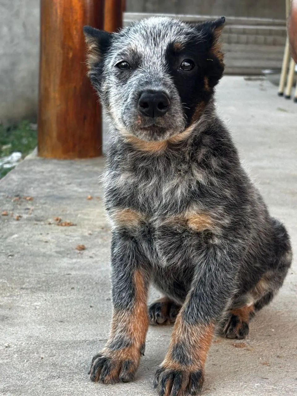 Filhote BLUE Heeler