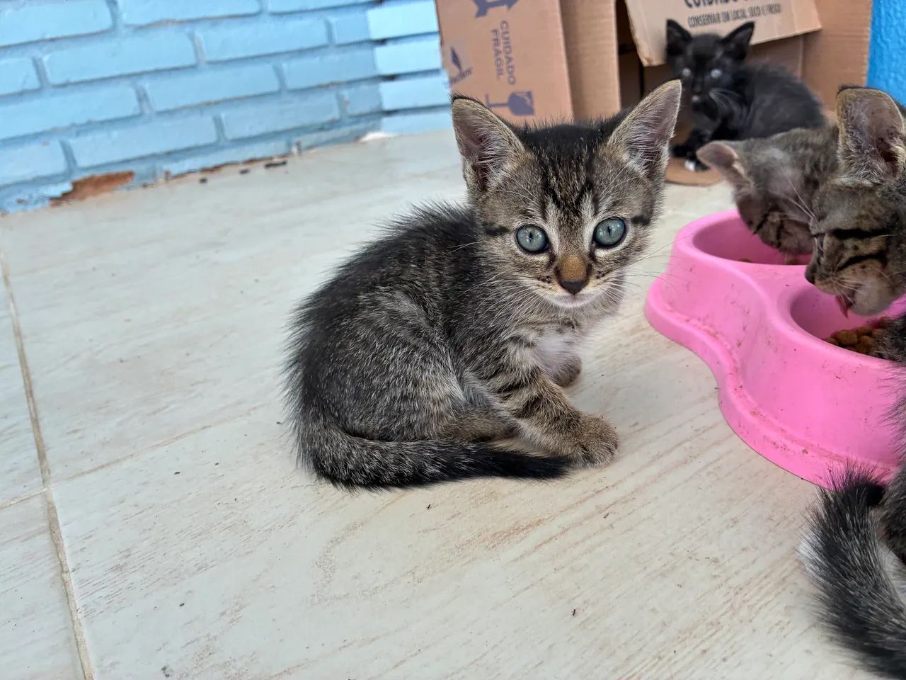 Adoção de gatos  - Foto 5