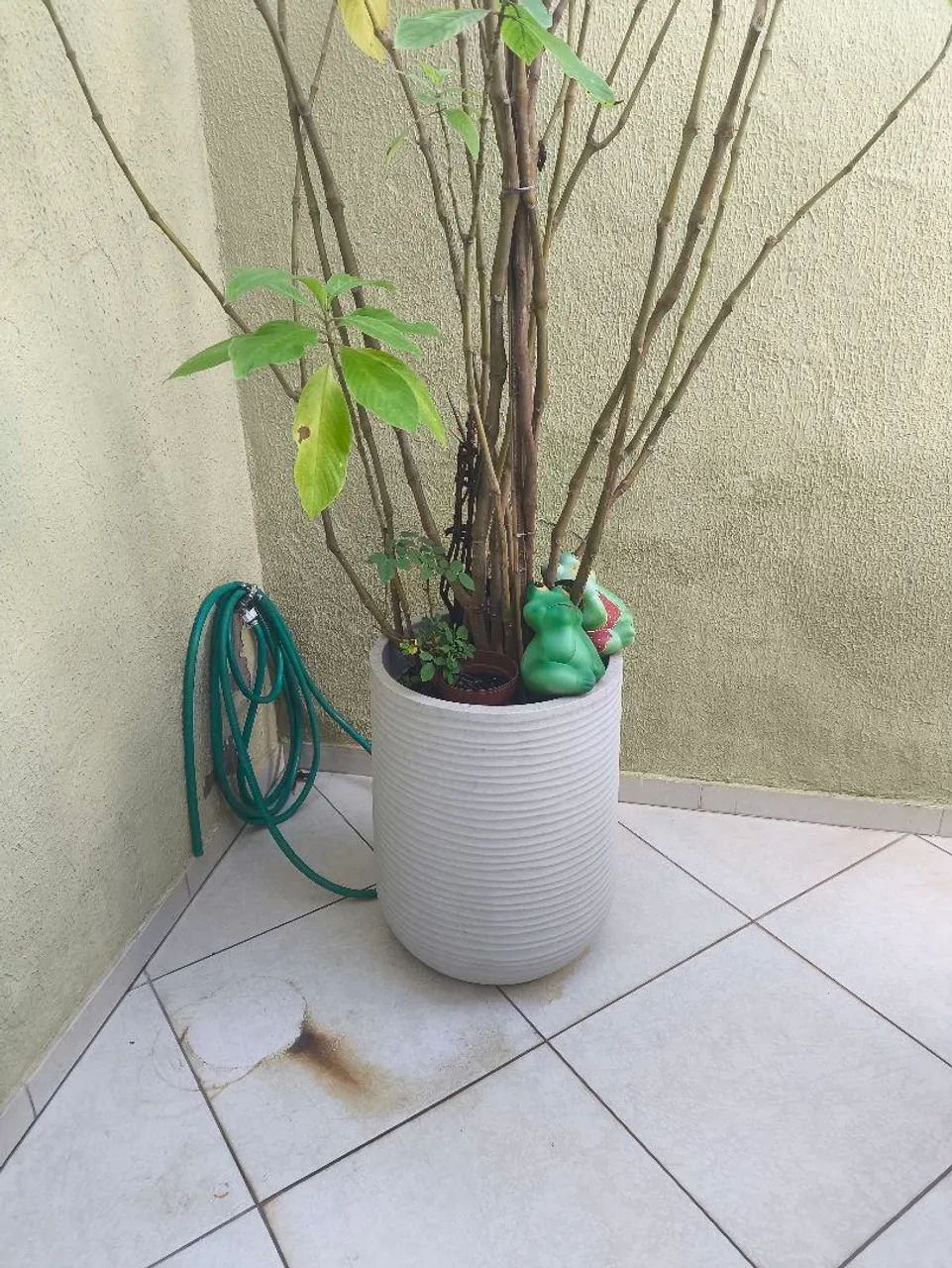 Planta de quintal  - Foto 4