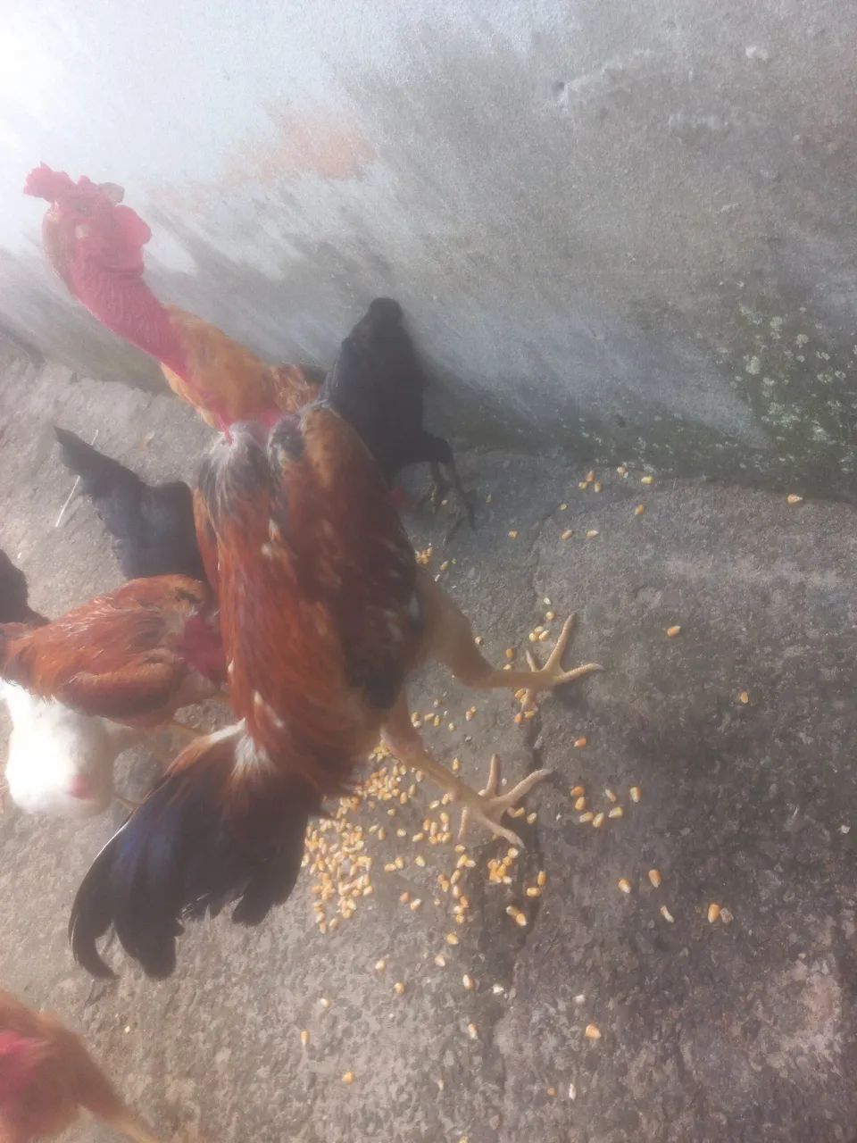 2 galos para vende  - Foto 3