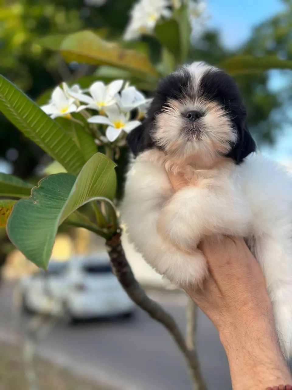 Shitzu preto  e branco