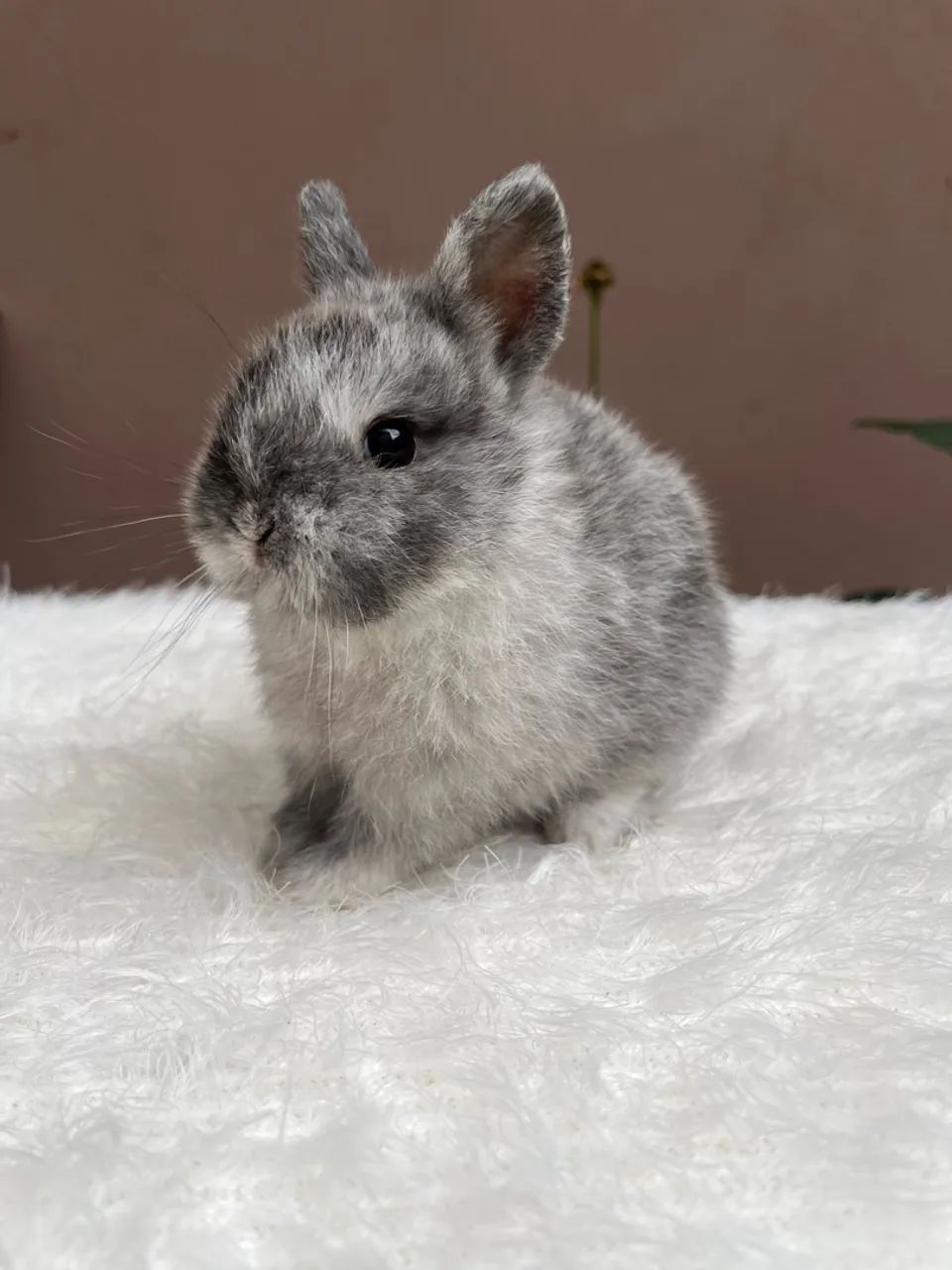Mini coelho  - Foto 2