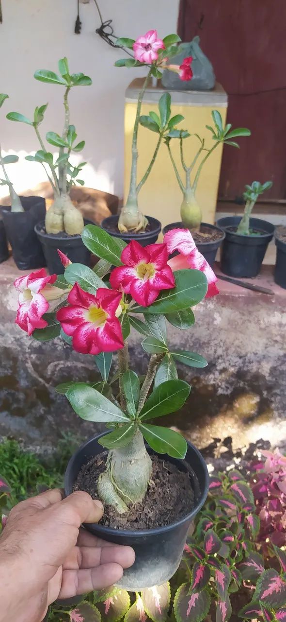 30 reais Rosa do deserto 