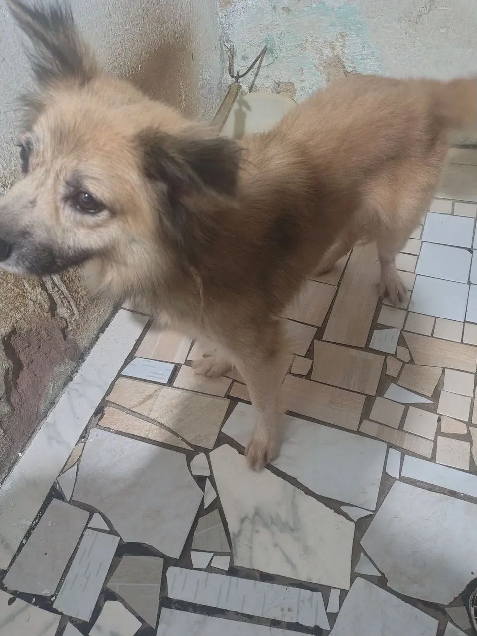 CACHORRO BANK