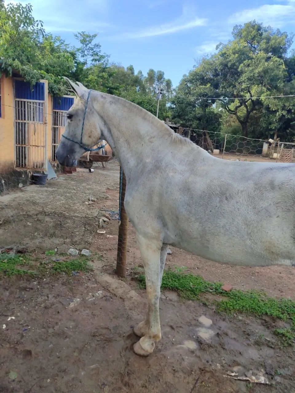 Égua mangalarga marcha picada  - Foto 2