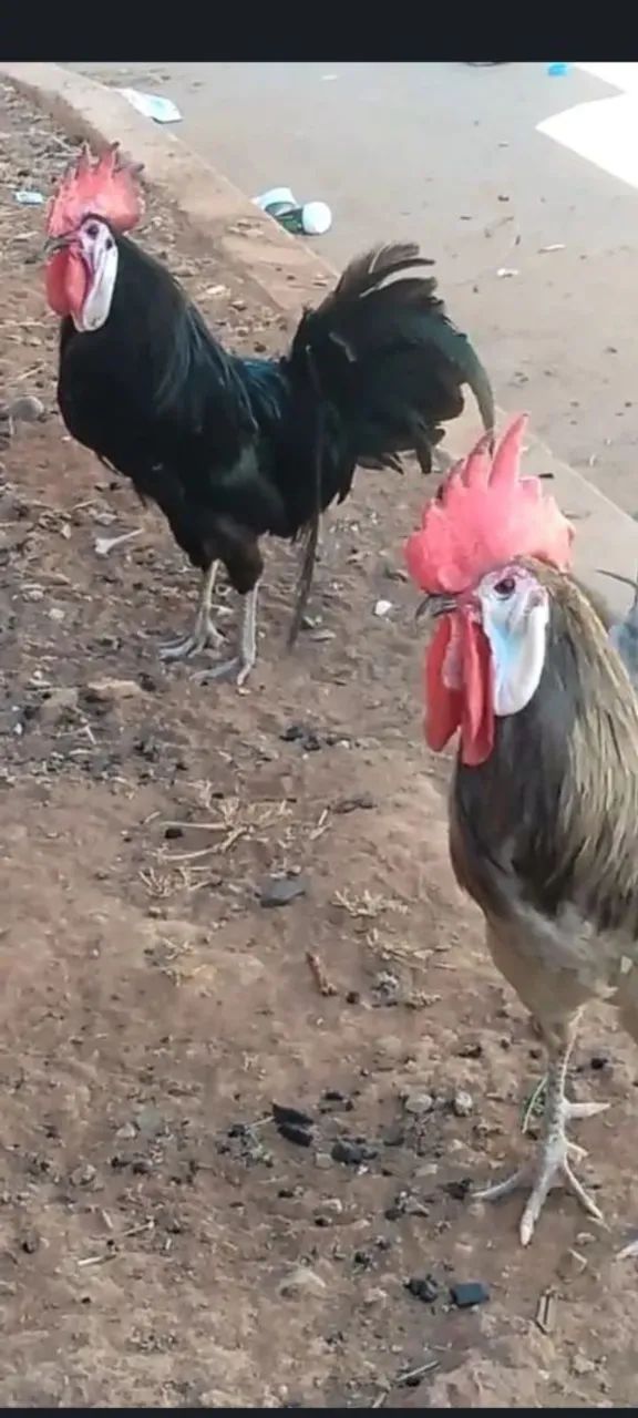 Pintinhos franguinhos galinhas e galos  ovos galados da raça espanhola cará de palhaço  - Foto 2