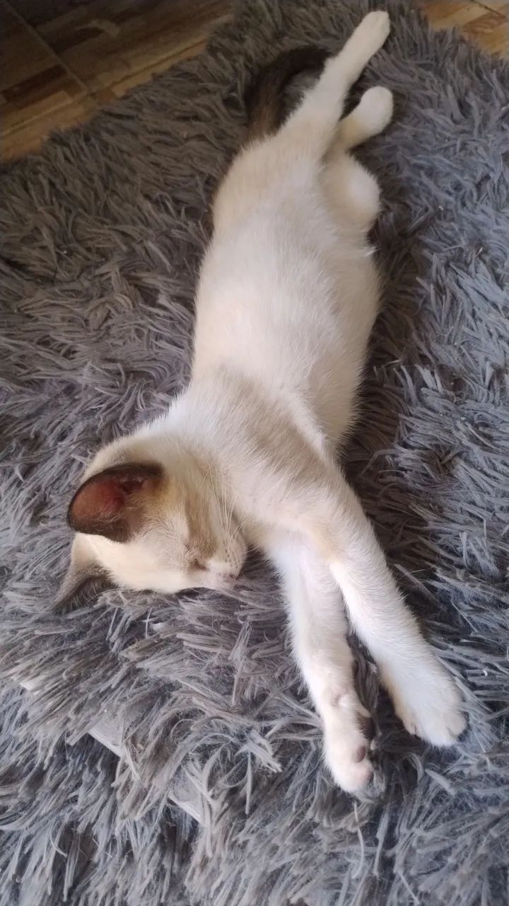 Adoção Gatos Filhotes  - Foto 2