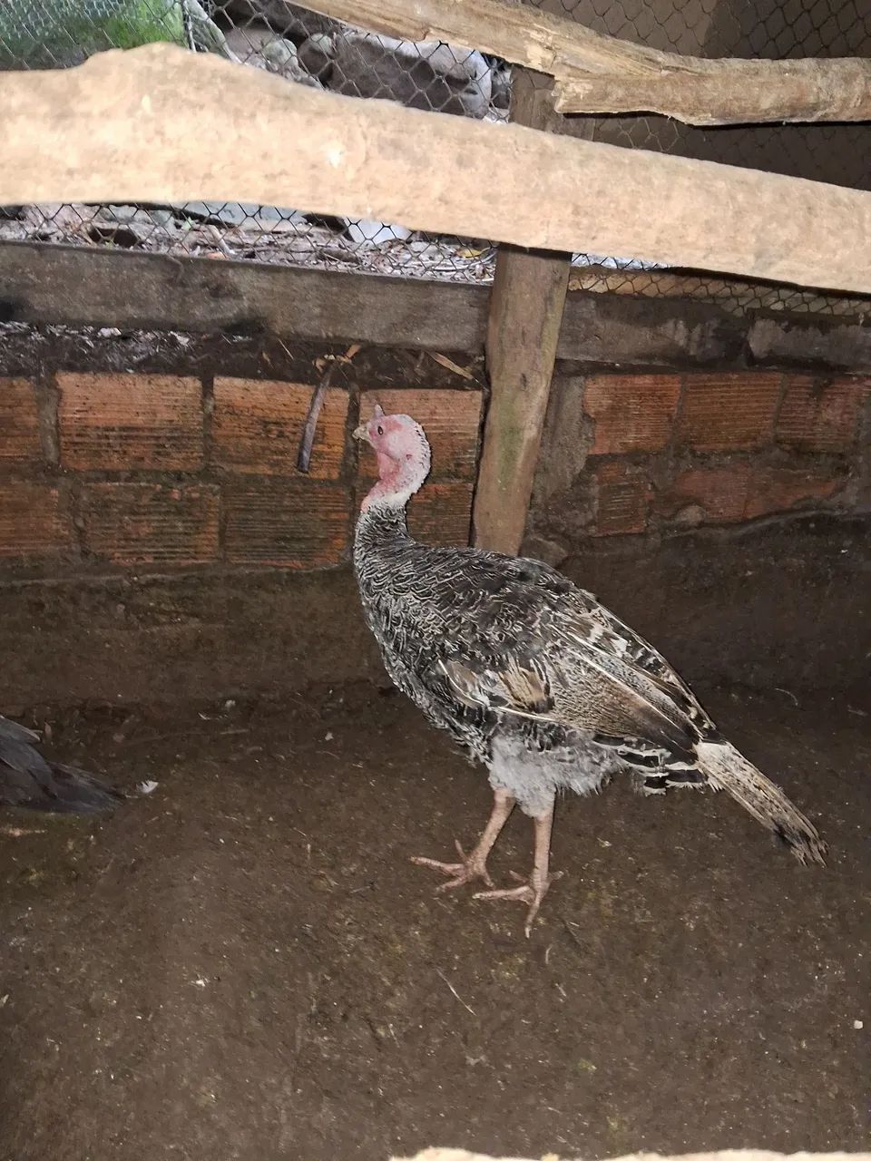 Vendo 