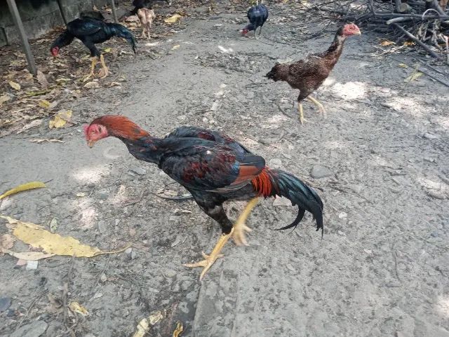 Vendo Galos e Frangos  - Foto 4