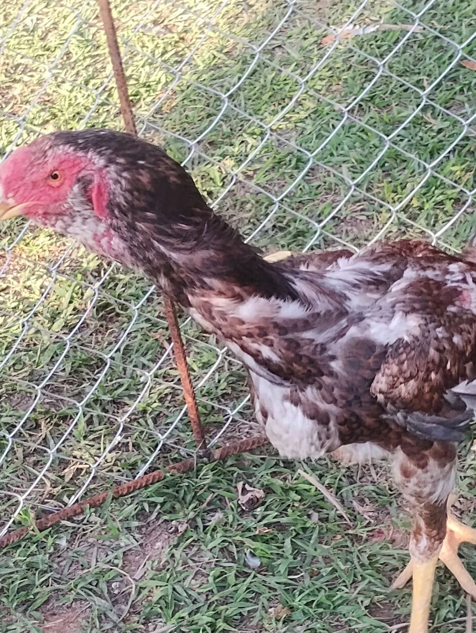 Frango Calcuta puro. - Foto 4