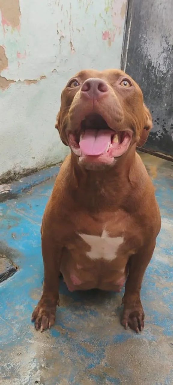 Filhotes de pit bull - Foto 4