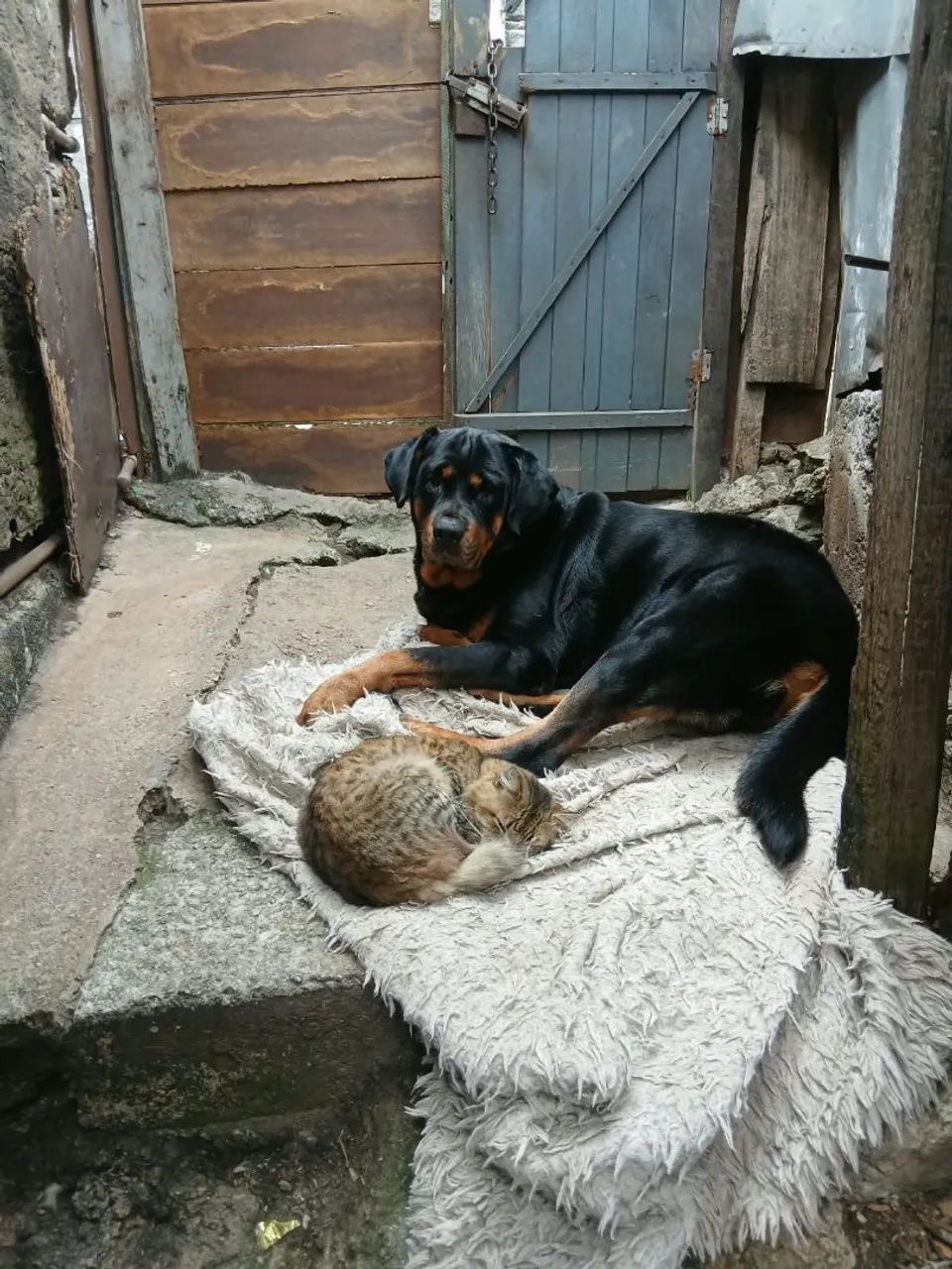 Doação  - Foto 2