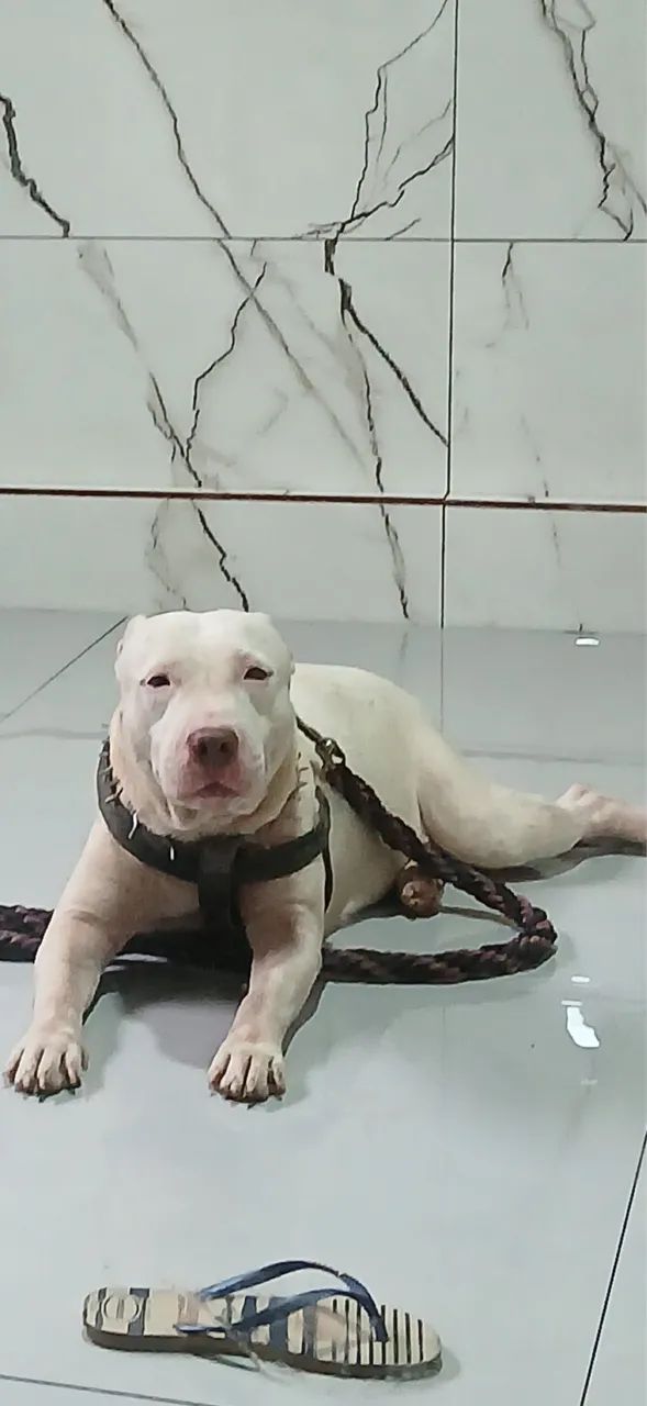 Pitt bull  - Foto 2
