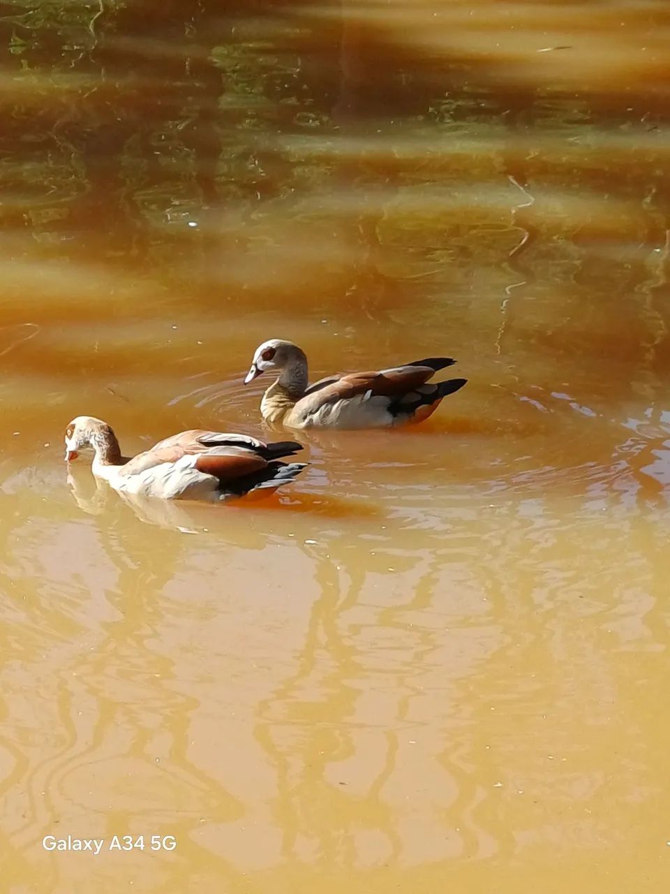 Casal ganso do Egito  - Foto 4