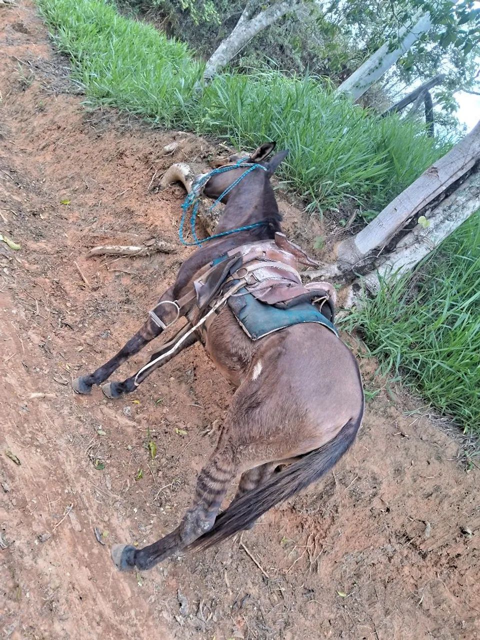 Vendo mula top - Foto 5