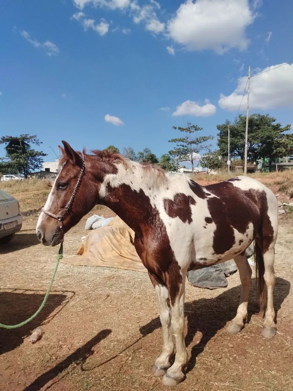 Cavalo - Foto 2