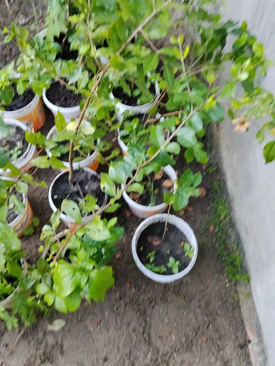 Mudas de frutas  - Foto 2