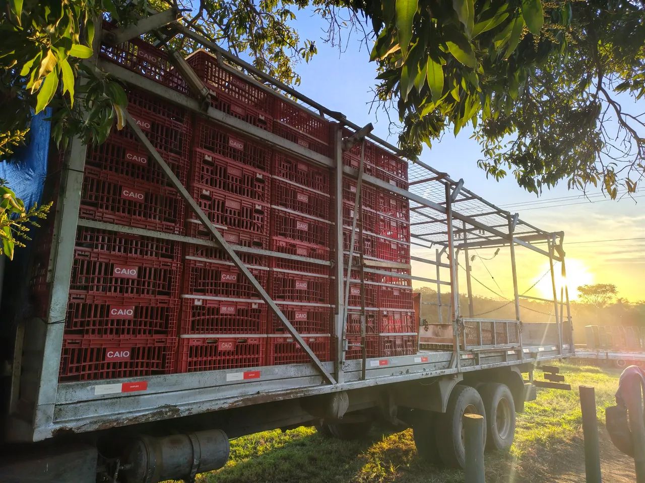 Carroceria de frango vivo 