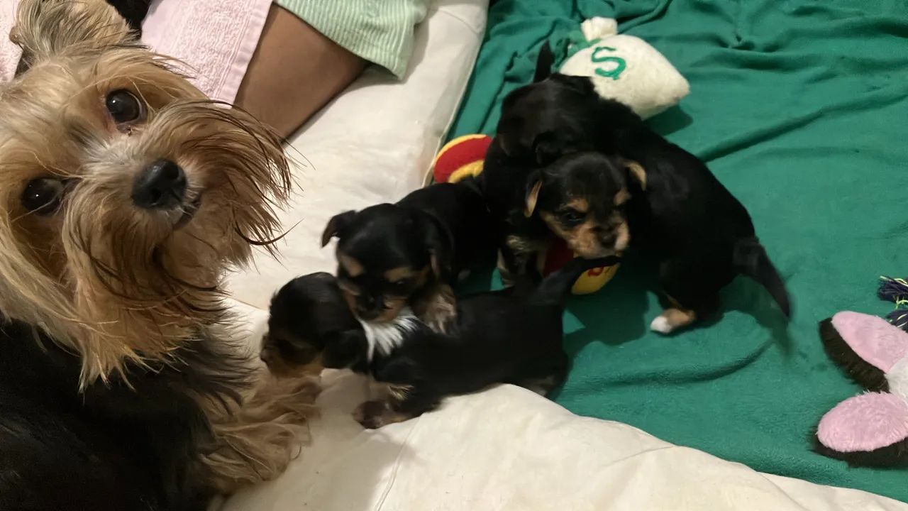Yorkshire Terrier macho - Foto 2