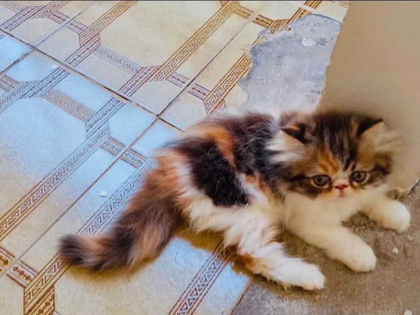 Gato persa  - Foto 2