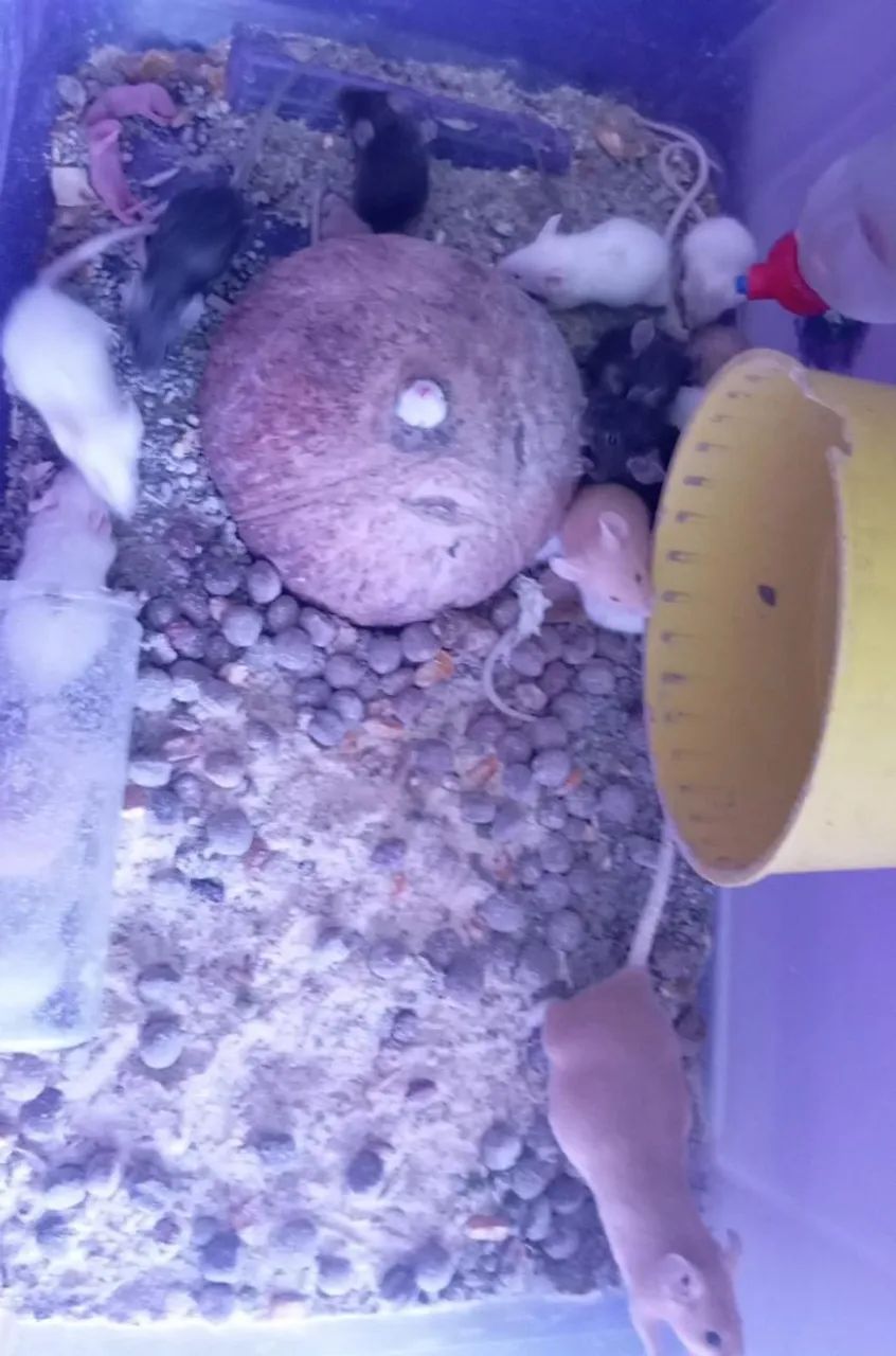 Camundongos  - Foto 4