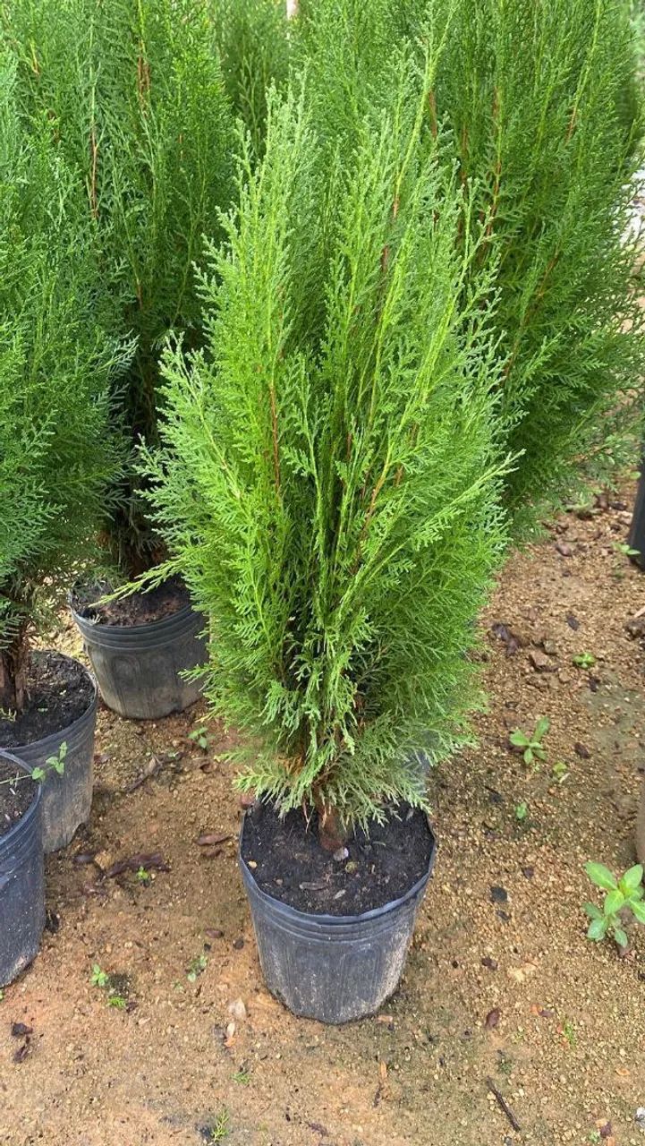 Plantas ornamentais  - Foto 4