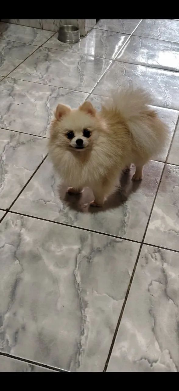 Spitz alemão 