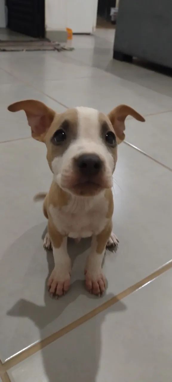 American Staffordshire Terrier  - Foto 3