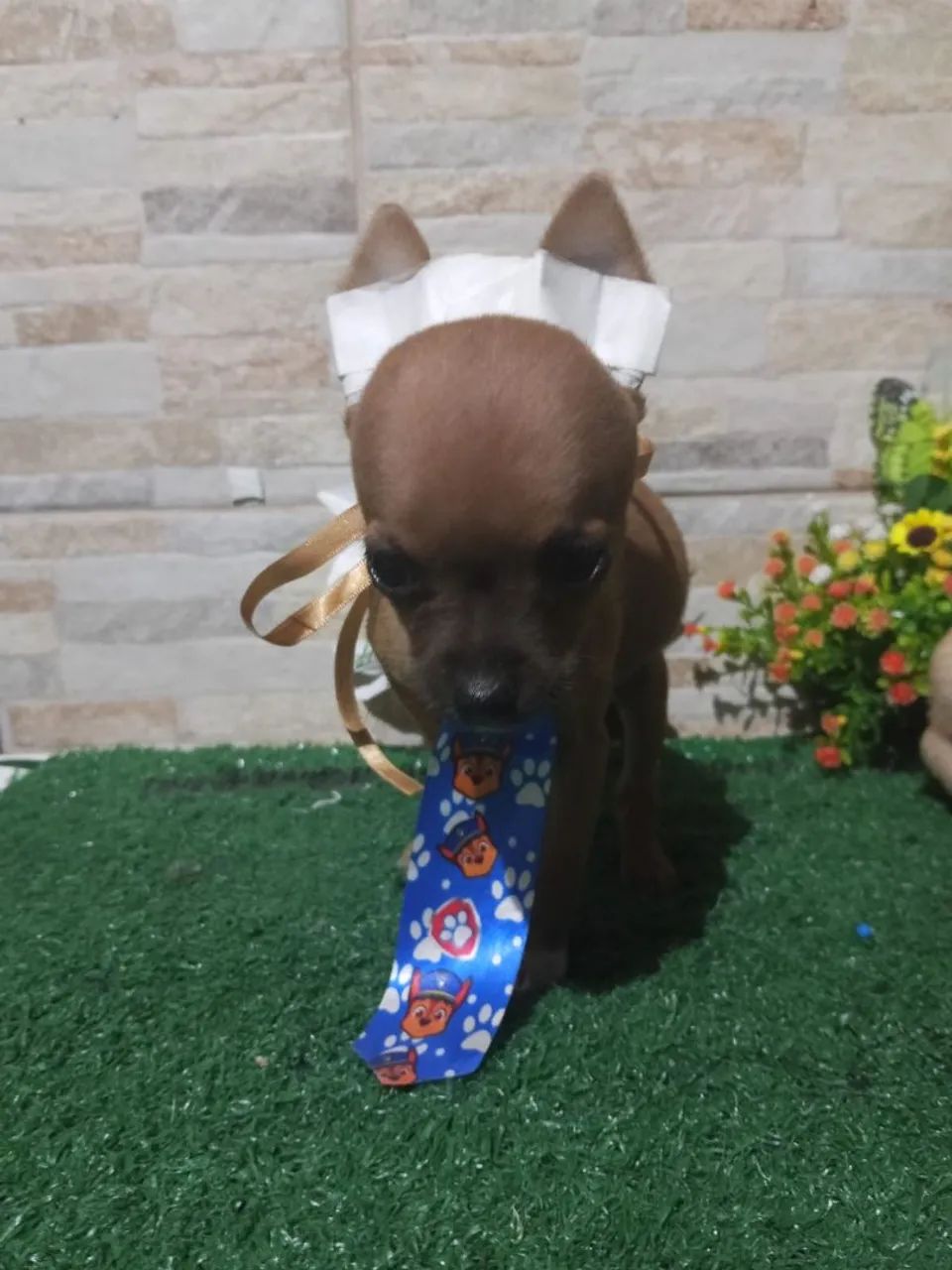 Pinscher  - Foto 3