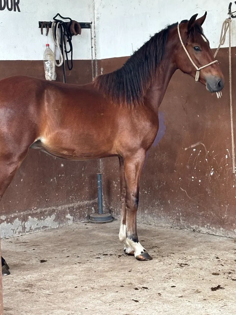 Cavalo / potro mangalarga marchador   - Foto 5