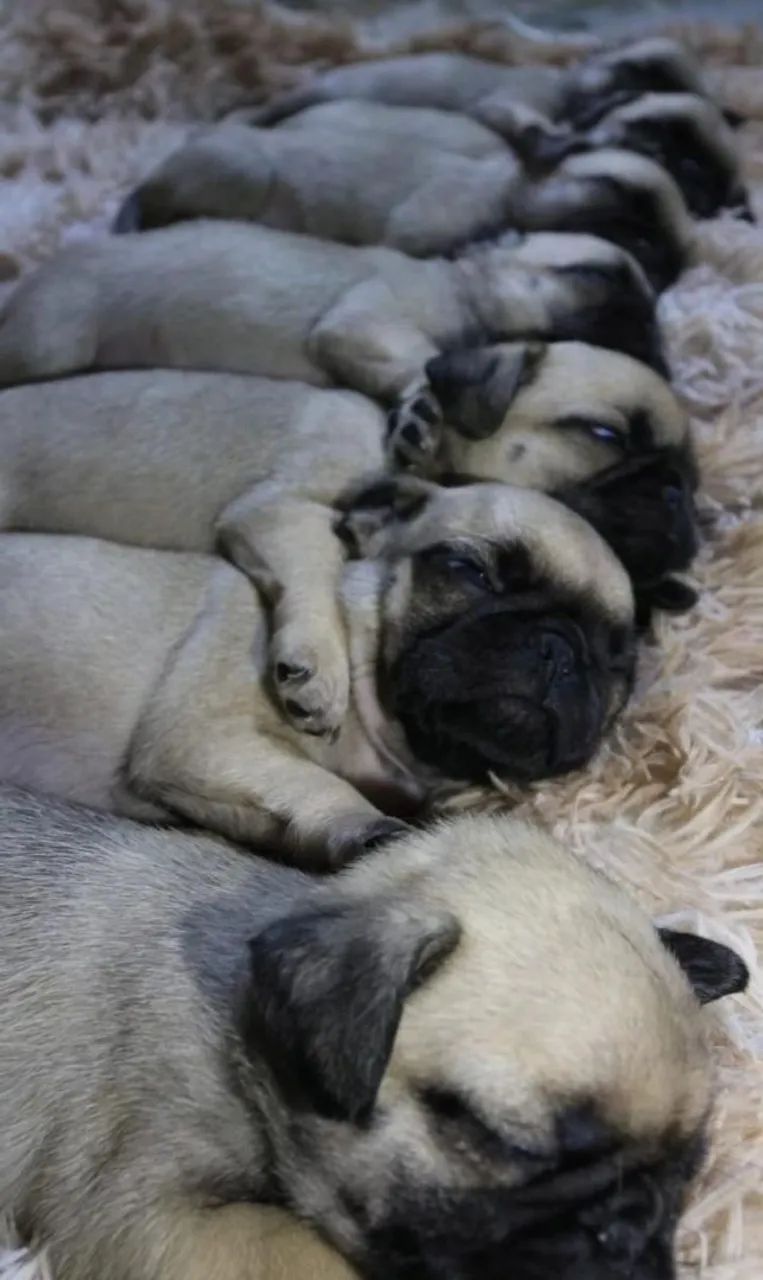 PUG MACHO - Foto 2