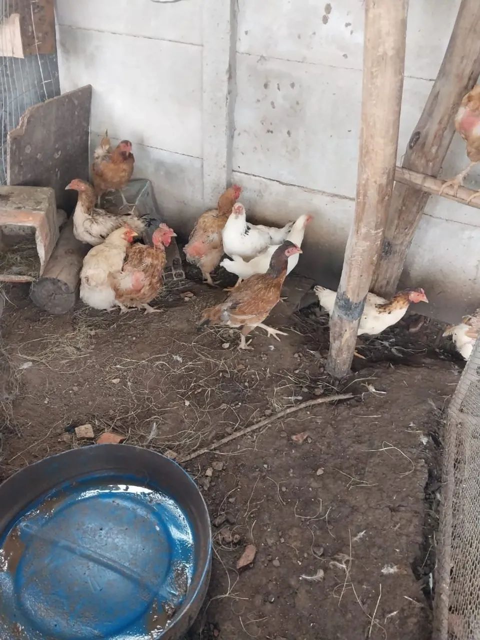 Galinhas caipira 