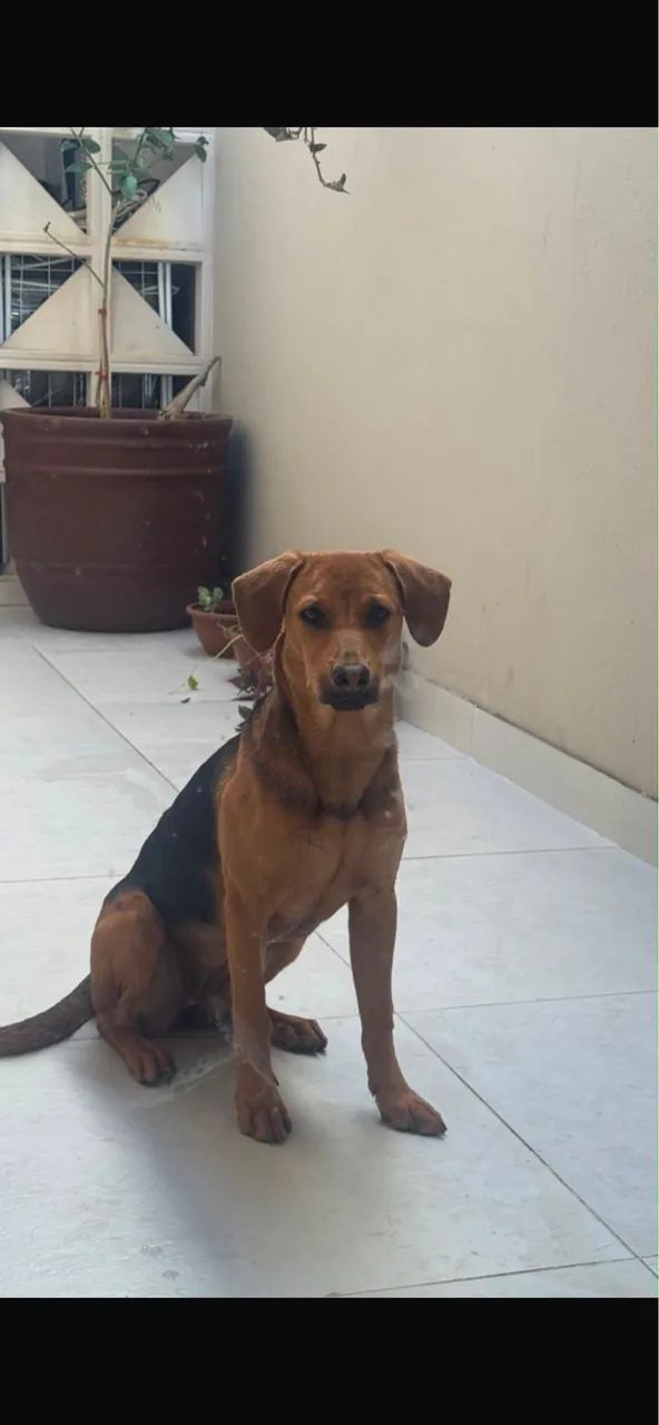 Adoção responsável 