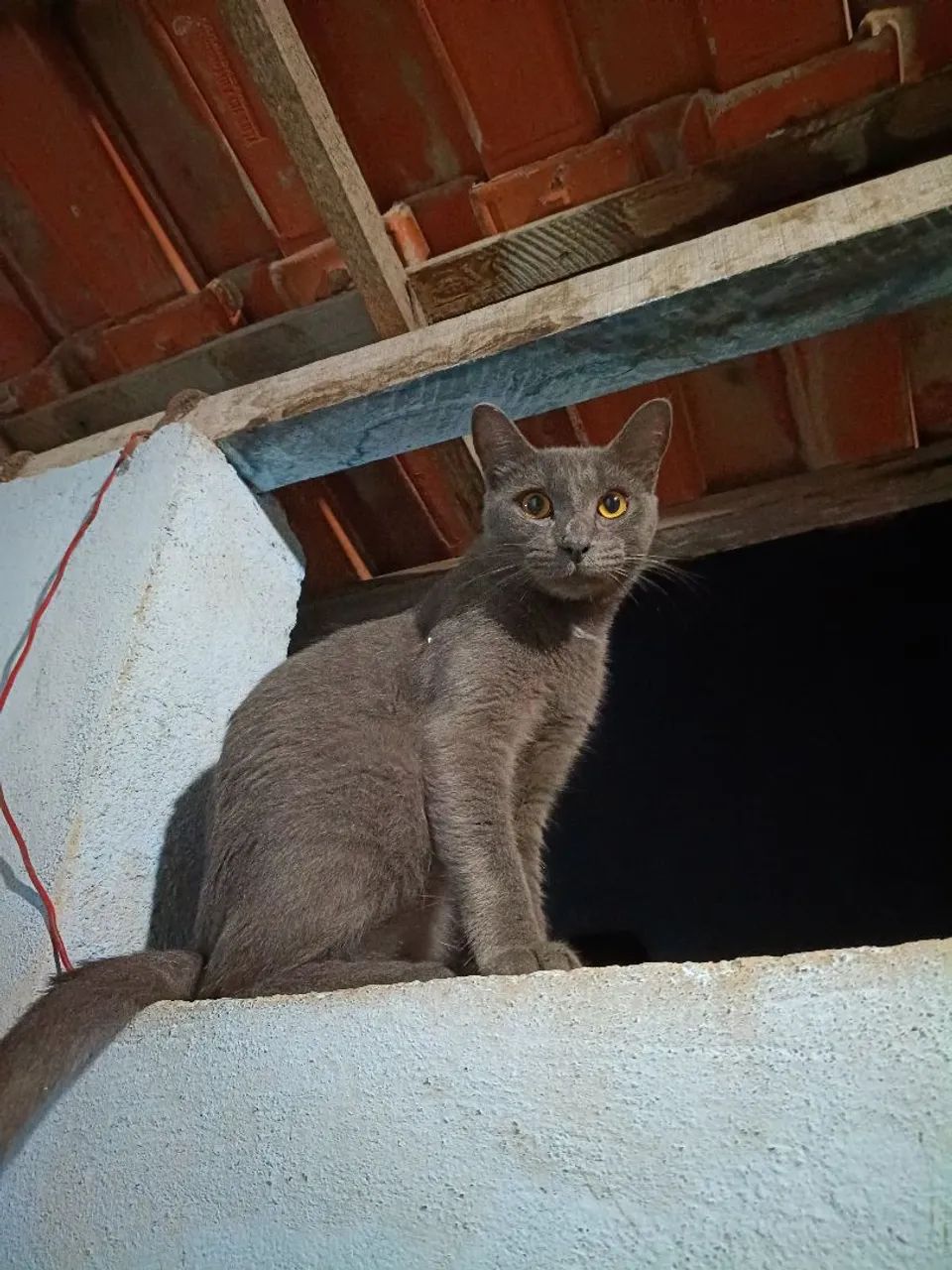 Adoção responsável  - Foto 2