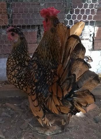 Casal de sebright