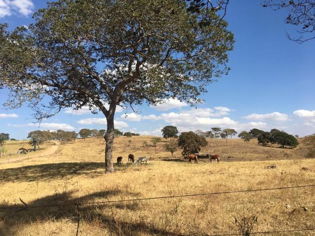 Fazenda 25 Alqueires. Município de Pontalina-GO - Foto 17